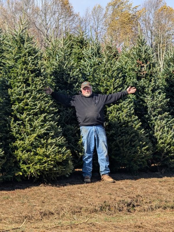 Farmer standing between towering mature Fraser firs