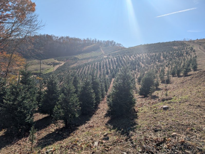 Christmas tree rows cascading down the Avery County hillside