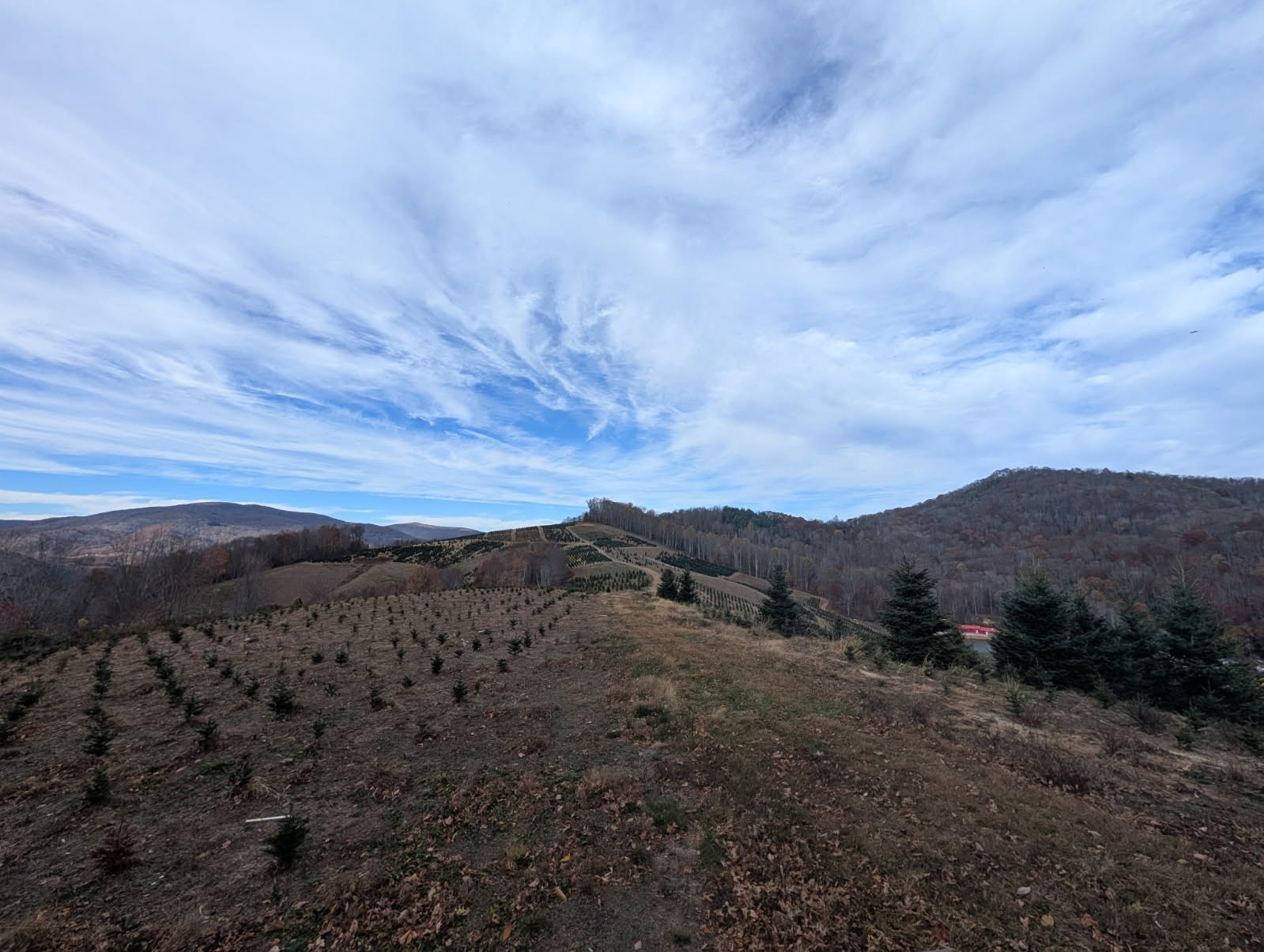 Young Fraser fir rows covering the mountainside at Sugar Plum Farms