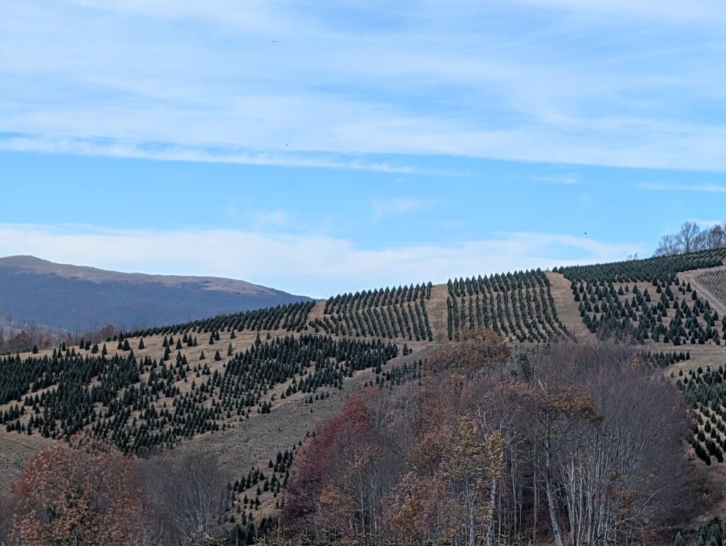 Rows of Fraser firs covering the mountainside at Sugar Plum Farms