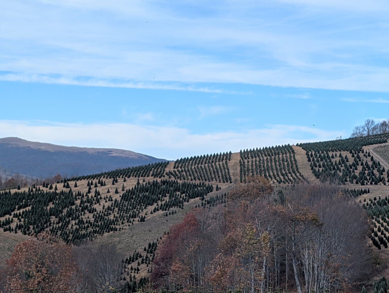 Rows of Fraser firs covering the mountainside