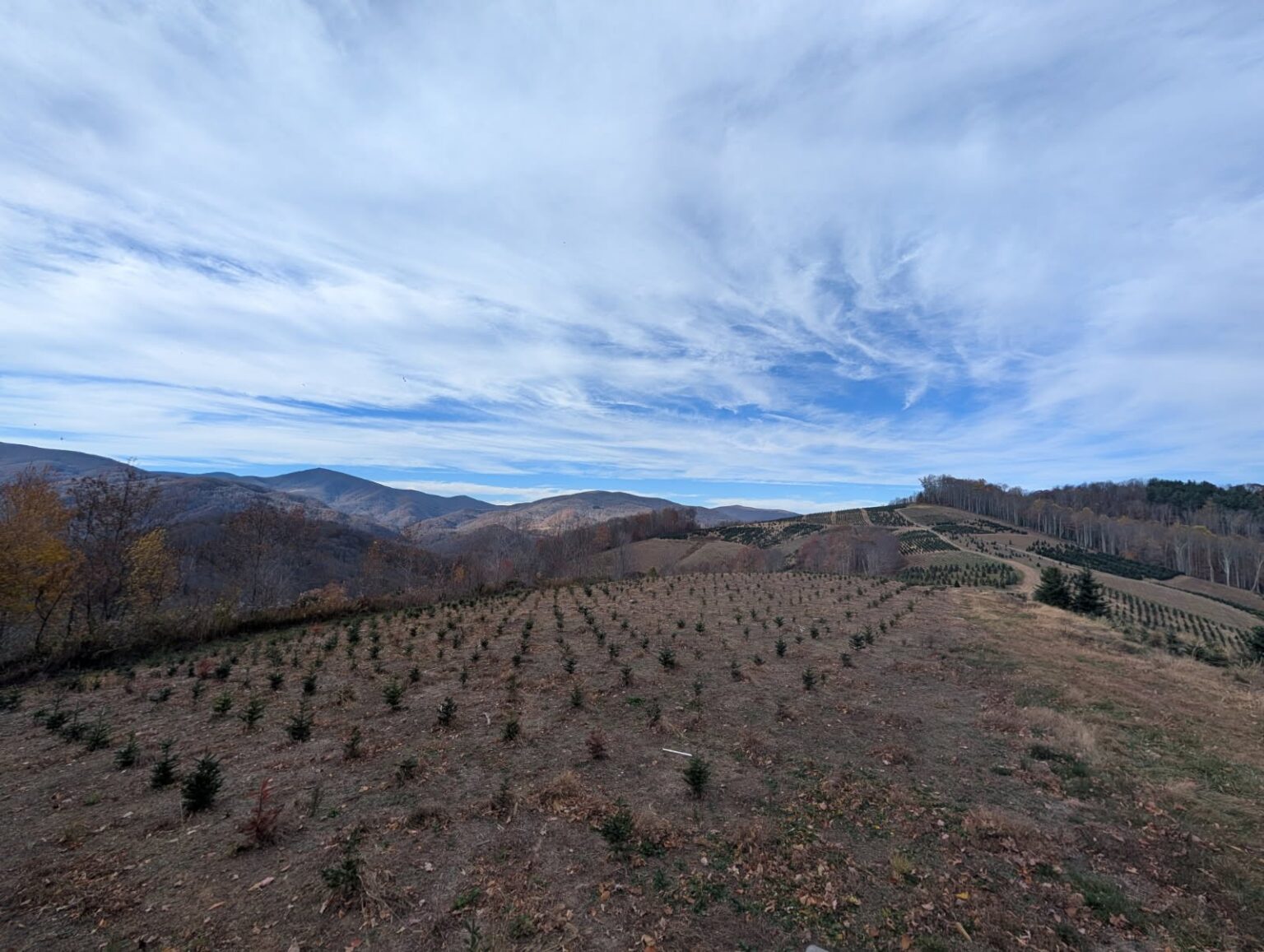 Christmas tree fields at Sugar Plum Farms with mountain panorama